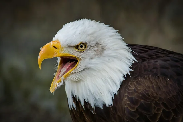 uccello, aquila, aquila calva, birds of prey, rapace, piume, becco, natura, ritratto animale, animale selvaggio. Conservazione digitale a norma: obblighi e scelta del fornitore